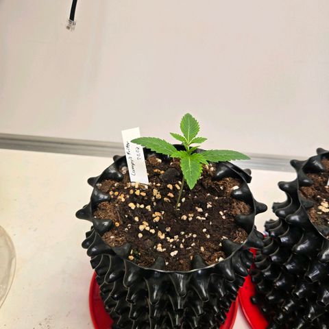 Lumpy's Fritter S1 growlog timeline photo
