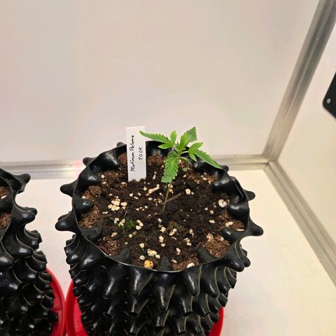 Platinum Paloma growlog timeline photo
