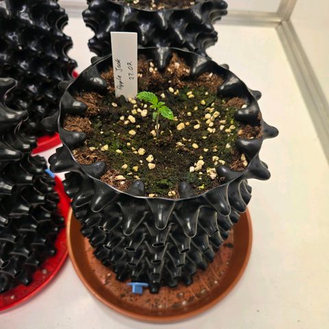 Apple Jack growlog timeline photo