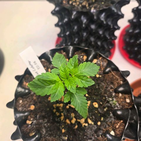 Blueberry Lobster growlog timeline photo