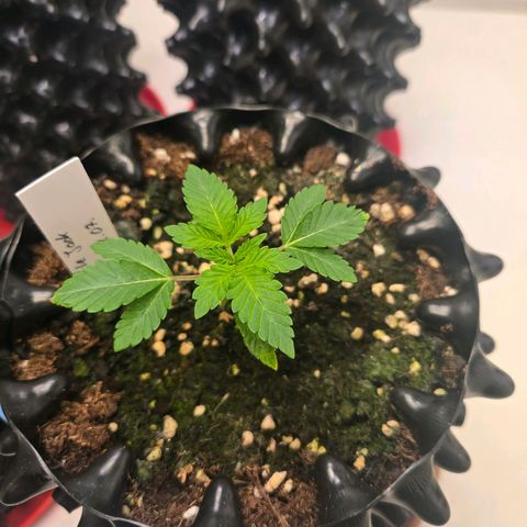 Apple Jack growlog timeline photo