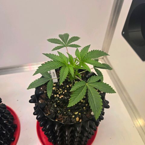 Platinum Paloma growlog timeline photo