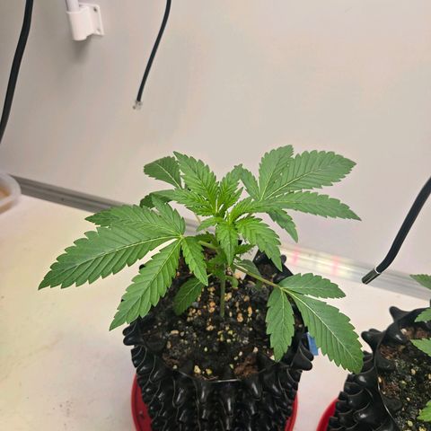 Lumpy's Fritter S1 growlog timeline photo