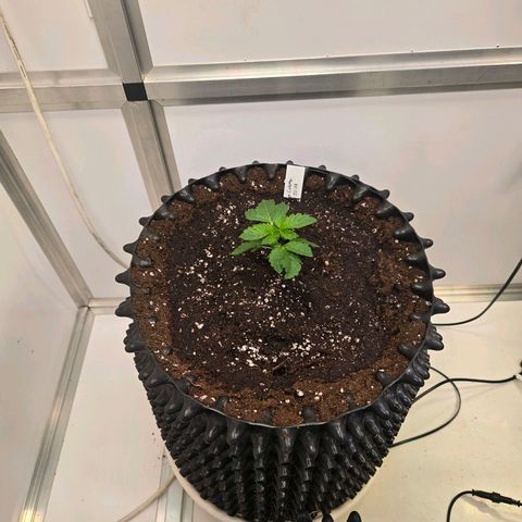 Blueberry Lobster growlog timeline photo