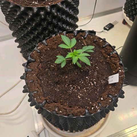 Apple Jack growlog timeline photo