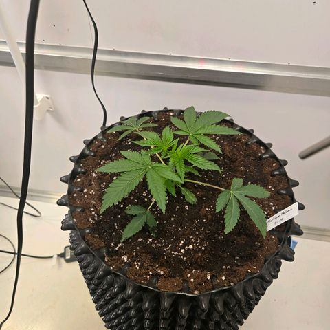 Platinum Paloma growlog timeline photo