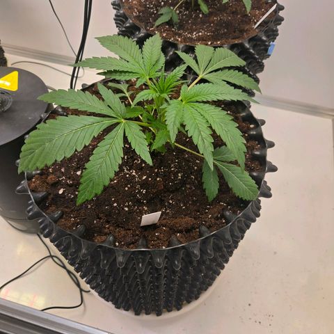 Lumpy's Fritter S1 growlog timeline photo