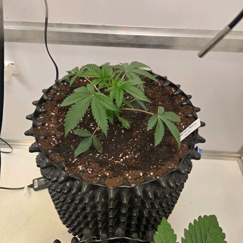 Platinum Paloma growlog timeline photo