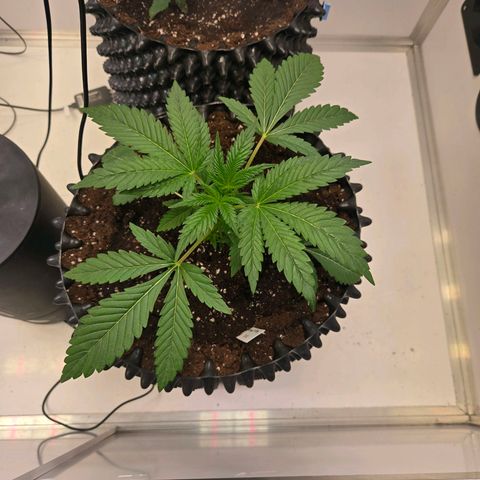 Lumpy's Fritter S1 growlog timeline photo