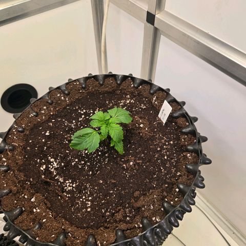 Blueberry Lobster growlog timeline photo