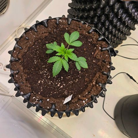 Apple Jack growlog timeline photo