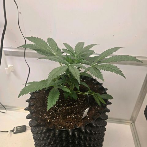 Lumpy's Fritter S1 growlog timeline photo