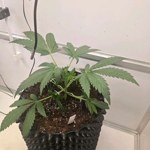 Lumpy's Fritter S1 growlog timeline photo