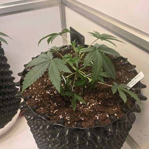 Platinum Paloma growlog timeline photo