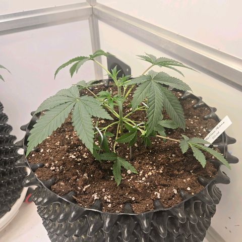 Platinum Paloma growlog timeline photo