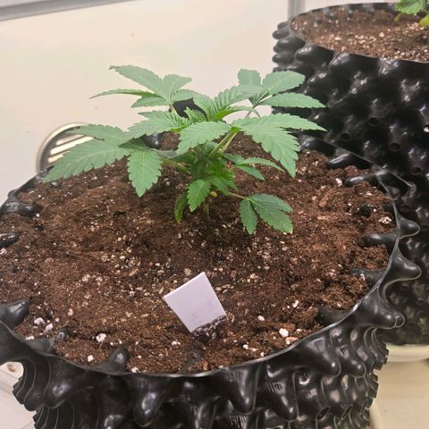 Apple Jack growlog timeline photo