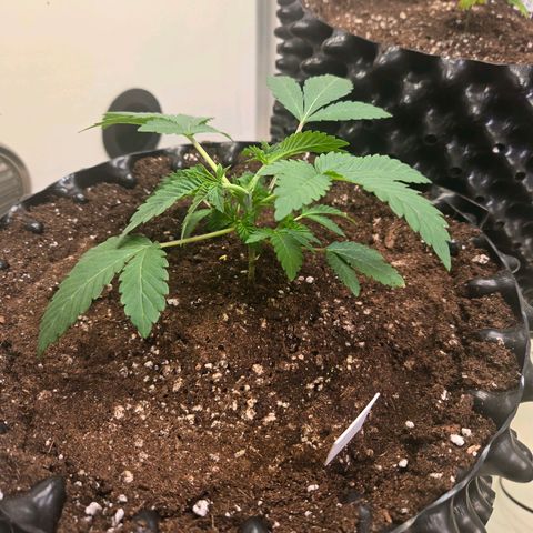 Apple Jack growlog timeline photo