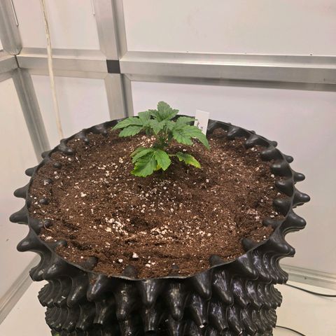 Blueberry Lobster growlog timeline photo
