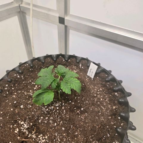 Blueberry Lobster growlog timeline photo