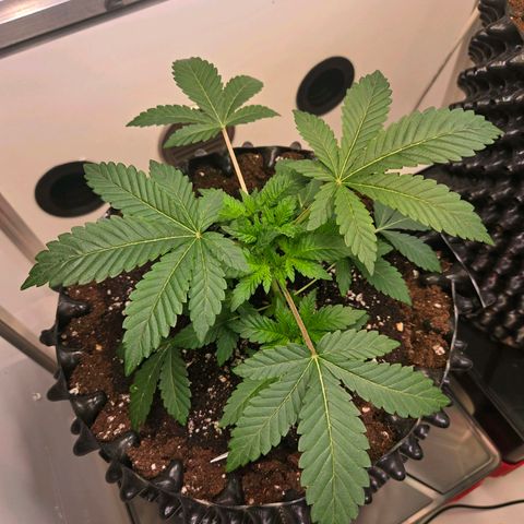 Apple Jack growlog timeline photo