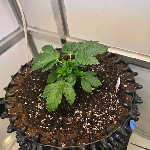 Blueberry Lobster growlog timeline photo