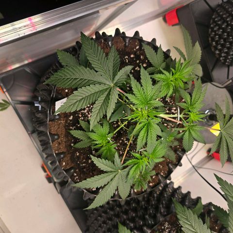 Platinum Paloma growlog timeline photo