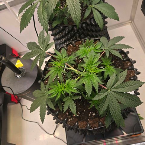 Platinum Paloma growlog timeline photo