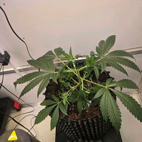 Lumpy's Fritter S1 growlog timeline photo