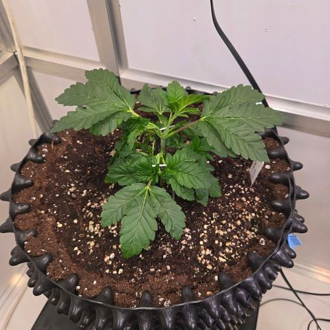 Blueberry Lobster growlog timeline photo