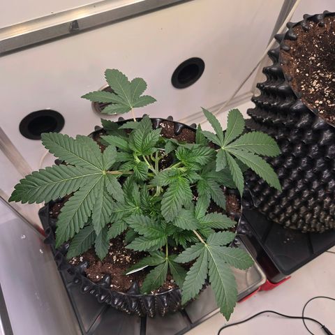 Apple Jack growlog timeline photo
