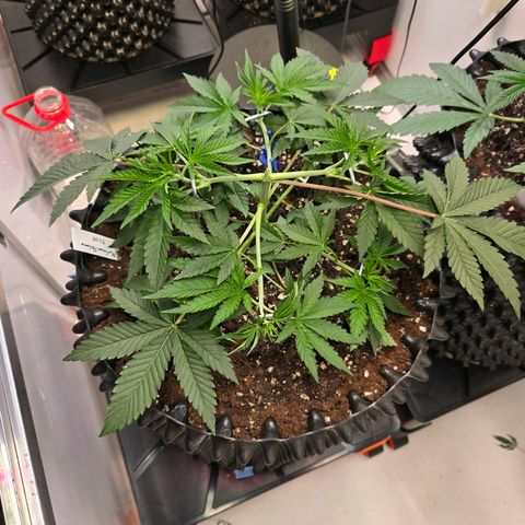 Platinum Paloma growlog timeline photo
