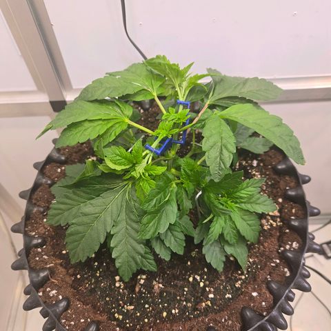 Blueberry Lobster growlog timeline photo