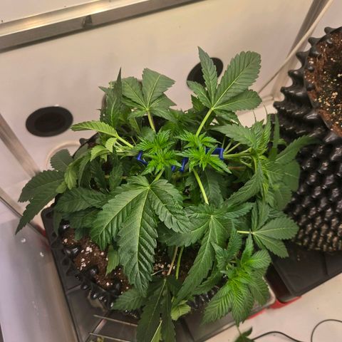 Apple Jack growlog timeline photo