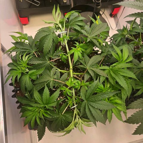 Platinum Paloma growlog timeline photo