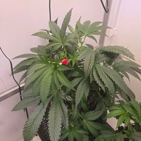 Lumpy's Fritter S1 growlog timeline photo