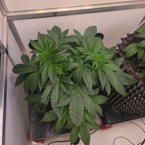 Apple Jack growlog timeline photo
