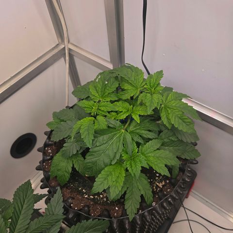 Blueberry Lobster growlog timeline photo