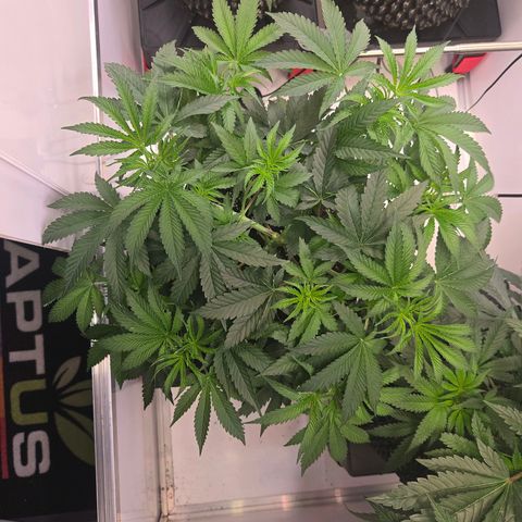 Platinum Paloma growlog timeline photo