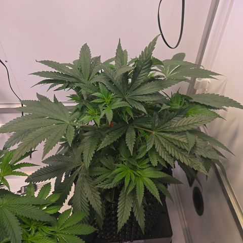 Lumpy's Fritter S1 growlog timeline photo