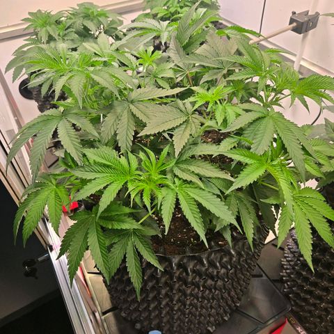 Platinum Paloma growlog timeline photo