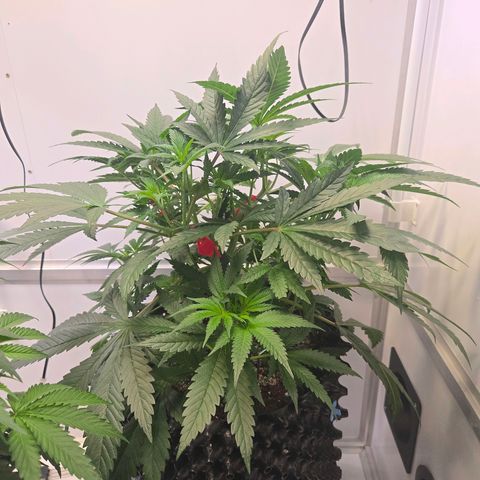 Lumpy's Fritter S1 growlog timeline photo