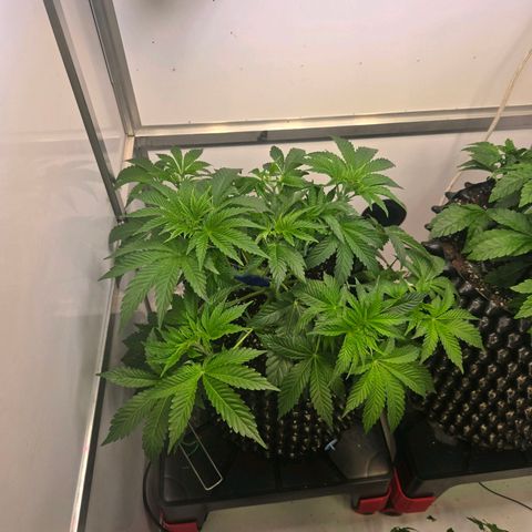 Apple Jack growlog timeline photo