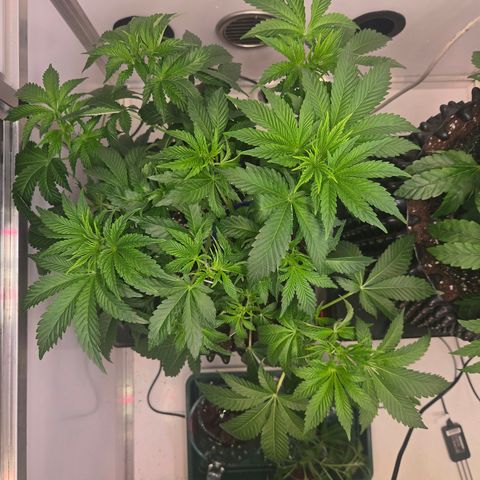 Apple Jack growlog timeline photo
