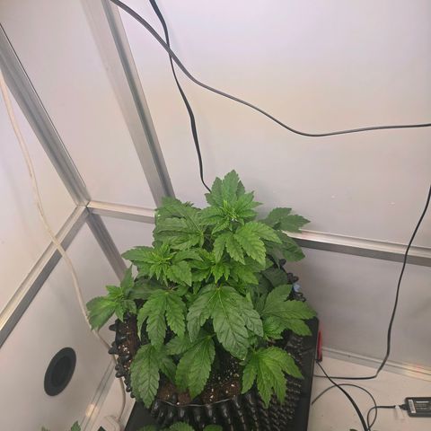 Blueberry Lobster growlog timeline photo
