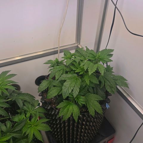 Blueberry Lobster growlog timeline photo