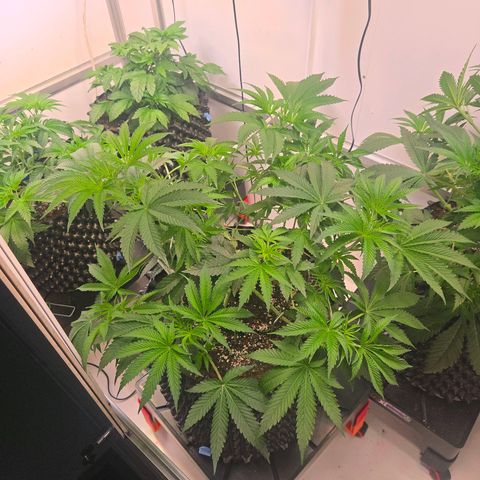 Platinum Paloma growlog timeline photo
