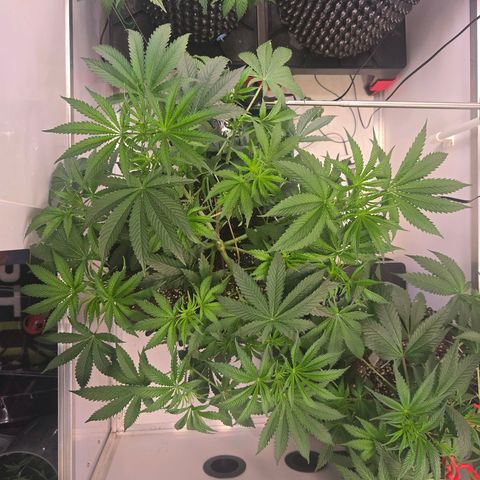 Platinum Paloma growlog timeline photo