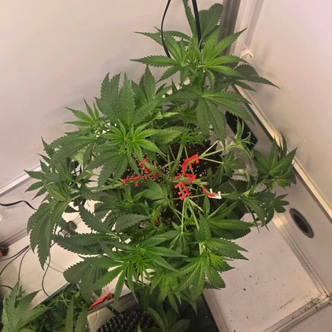 Lumpy's Fritter S1 growlog timeline photo