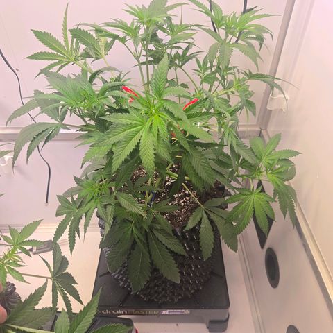 Lumpy's Fritter S1 growlog timeline photo