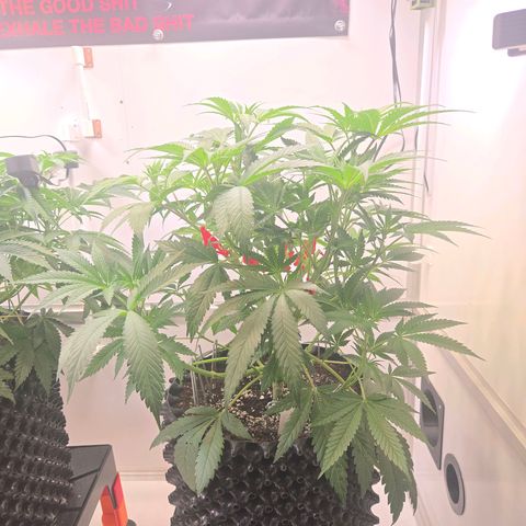 Lumpy's Fritter S1 growlog timeline photo